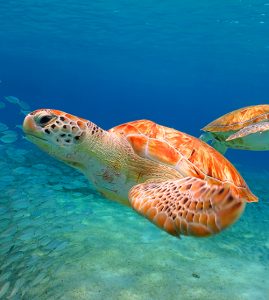 Turks-and-Caicos